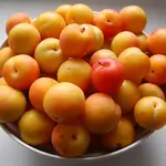 Yellow Plum